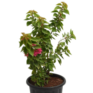 Bougainvillea Dwarf (Pink) Live Plant - Image 3