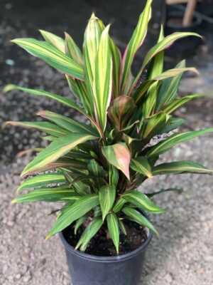Cordyline Kiwika Live Plant - Image 3