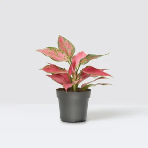 Aglaonema Cherry Baby Live Plant - Image 3