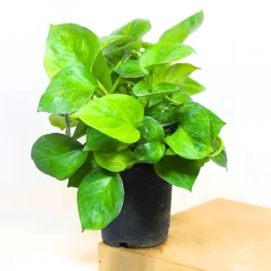 Green Money Plant (Epipremnum aureum) - Pothos Live Plant - Image 4
