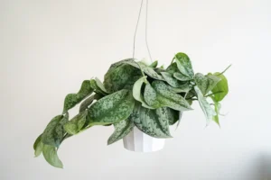 Scindapsus Silver Hanging Live Plant - Image 3