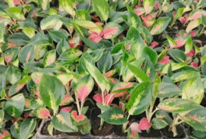Aglaonema China Red Live Plant - Image 4