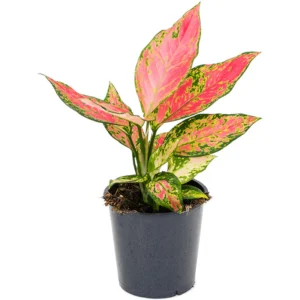 Aglaonema Cherry Baby Live Plant - Image 2