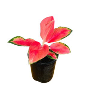 Aglaonema China Red Live Plant - Image 2