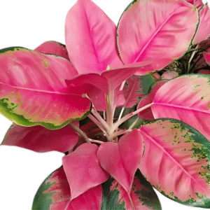 Aglaonema China Red Live Plant - Image 5