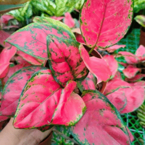 china red