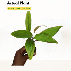 Cordyline Kiwika Live Plant - Image 2