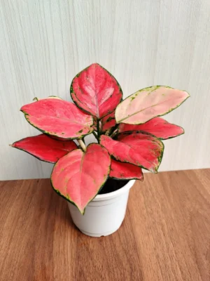 Aglaonema Red Diamond Live Plant - Image 3