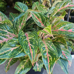 aglaonema