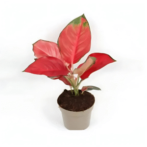 Aglaonema China Red Live Plant - Image 3