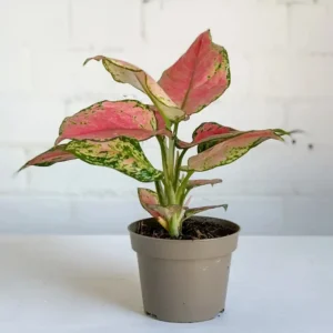 Aglaonema Platinum Live Plant - Image 3