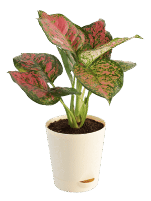 Aglaonema Platinum Live Plant - Image 2