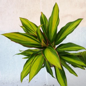 Cordyline Kiwika Live Plant - Image 5