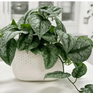 Scindapsus Silver Hanging Live Plant - Image 5