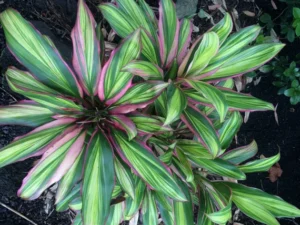 Cordyline Kiwika Live Plant - Image 4