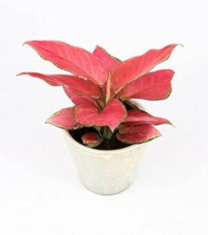 Aglaonema Red Diamond Live Plant - Image 2