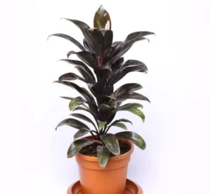 Cordyline Coffee Live Plant - Image 4
