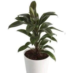 Cordyline Coffee Live Plant - Image 5