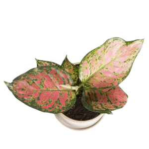 Aglaonema Platinum Live Plant