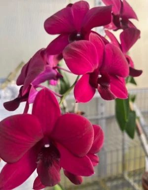 Dendrobium Madona Red Orchid Live Plant - Image 2