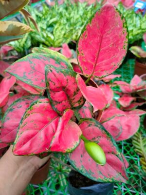 Aglaonema Red Apple Live Plant - Image 2