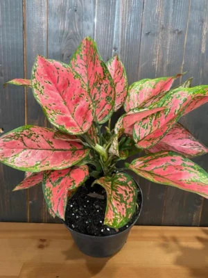 Aglaonema Red Lady Valentine Live Plant - Image 2