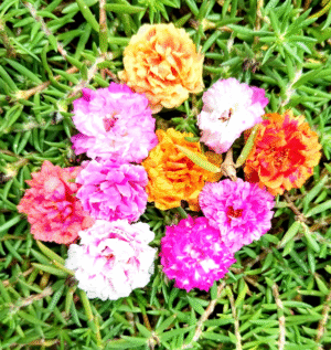 Double Shade - 10 Colours Table Rose / Moss Rose / 9 O Clock / Portulaca Cuttings Combo Live Plants - Image 3