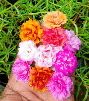 Double Shade - 10 Colours Table Rose / Moss Rose / 9 O Clock / Portulaca Cuttings Combo Live Plants
