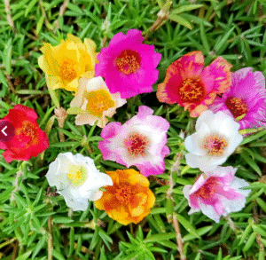 Single Shade Tiara - 10 Colours Table Rose / Moss Rose / 9 O Clock / Portulaca Cuttings Combo Live Plants - Image 2