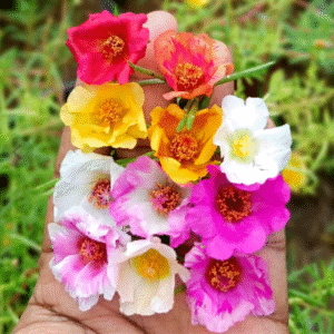 Single Shade Tiara - 10 Colours Table Rose / Moss Rose / 9 O Clock / Portulaca Cuttings Combo Live Plants