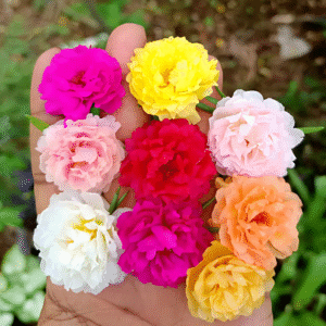 Single Shade - 10 Colours Table Rose / Moss Rose / 9 O Clock / Portulaca Cuttings Combo Live Plants