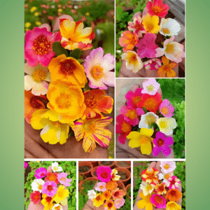 Purslane cuttings - 30 colours Combo Live Plant
