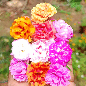 Double Shade - 10 Colours Table Rose / Moss Rose / 9 O Clock / Portulaca Cuttings Combo Live Plants - Image 2