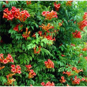 Orange Trumpet Vine – Campsis radicans | Fast-Growing Flowering Climber Live Plant - Image 2