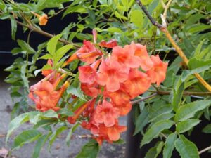 Orange Trumpet Vine – Campsis radicans | Fast-Growing Flowering Climber Live Plant - Image 3