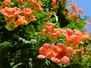 Orange Trumpet Vine – Campsis radicans | Fast-Growing Flowering Climber Live Plant - Image 4