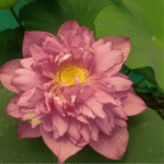 SUBADHARA