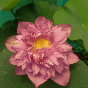 Lotus - Subadhara - Image 4