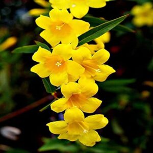 Yellow Jasmine-Jasminum humile Flowering  Live Plant - Image 3