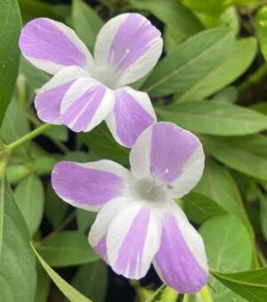 Purple White December Flower (Barleria cristata) Flowering Live Plant - Image 2