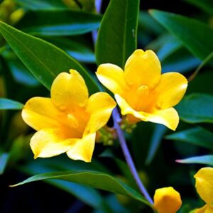 Yellow Jasmine-Jasminum humile Flowering  Live Plant - Image 4