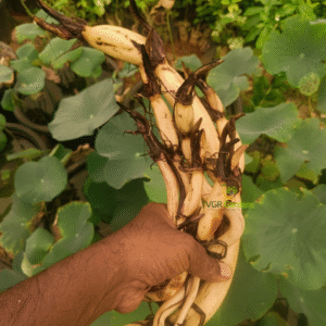 lotus tuber lakshmi