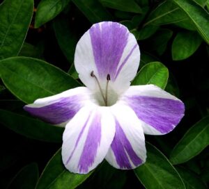 Purple White December Flower (Barleria cristata) Flowering Live Plant - Image 3