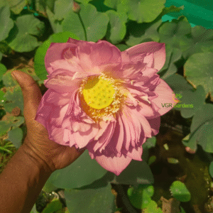 Lotus - Subadhara - Image 2