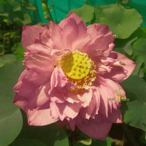 Lotus - Subadhara - Image 3