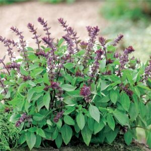 Basil Sweet Scented - Sabja (Ocimum basilicum Linn) Herb Live Plant - Image 4