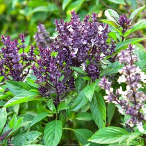Basil Sweet Scented - Sabja (Ocimum basilicum Linn) Herb Live Plant - Image 5