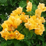 Bougainvillea yellow (Paper Flower) Flowering Live Plant