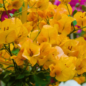 Bougainvillea Yellow (Paper Flower) Flowering Live Plant - Image 2