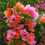 Bougainvillea Dual Tone (Pink & Orange) Flowering Live Plant